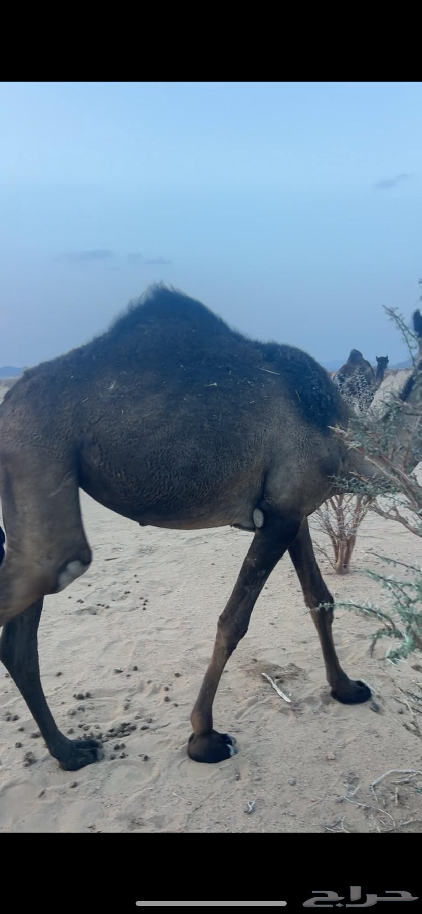 مفروده للبيع64592177697922110