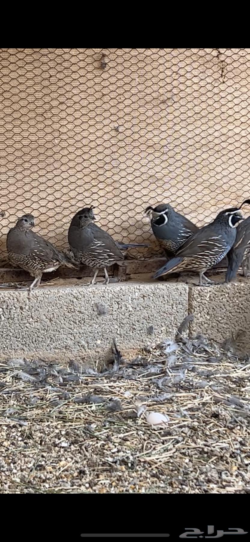 للبيع كاليفورنيا64596452650369111