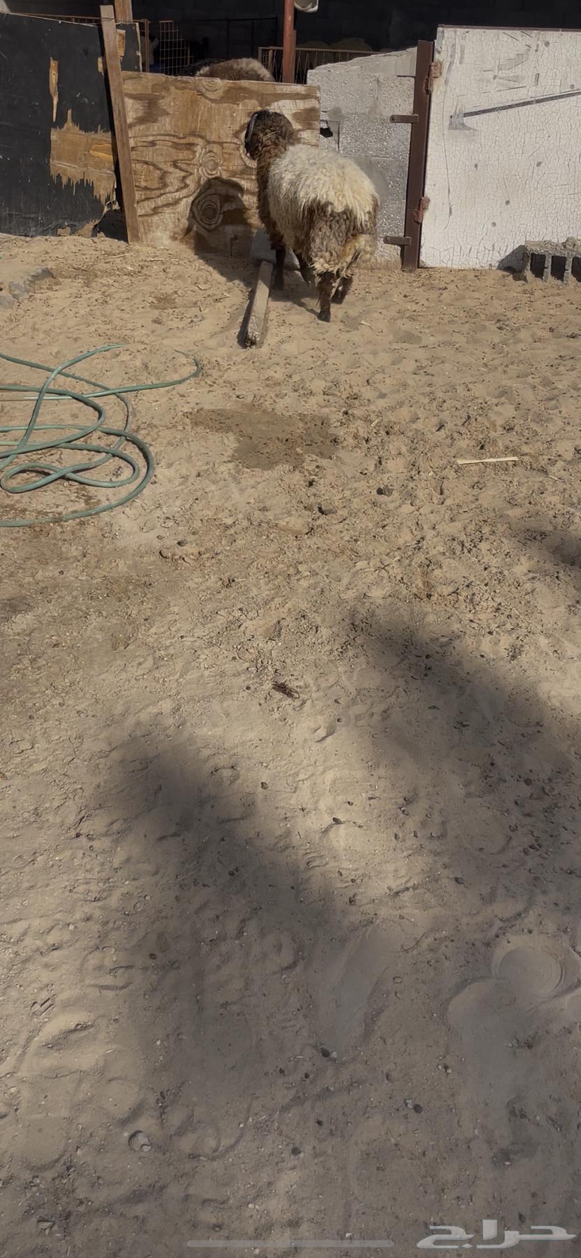 Trunk64590594323203111