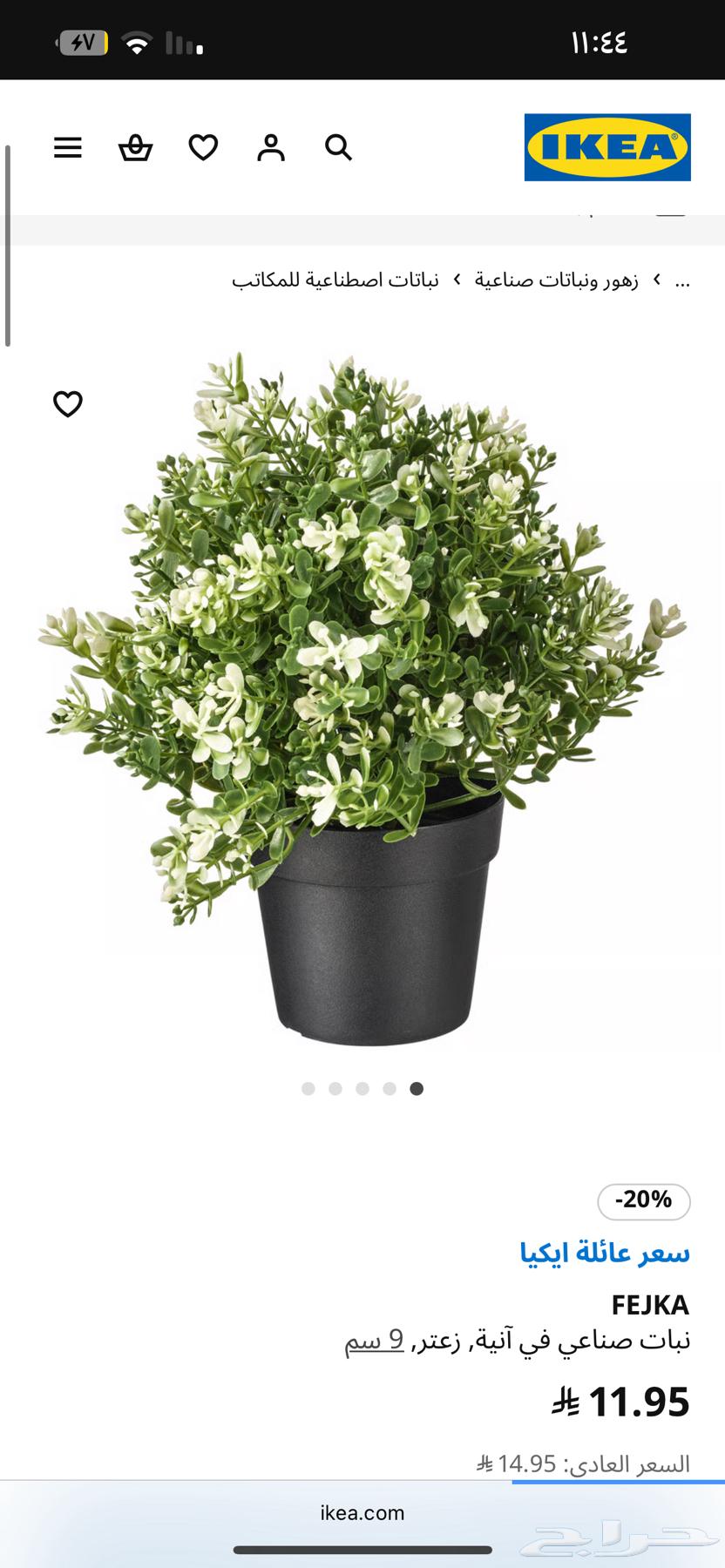 شجر نباتات ايكيا للبيع بسعر مخفض64596501688066113