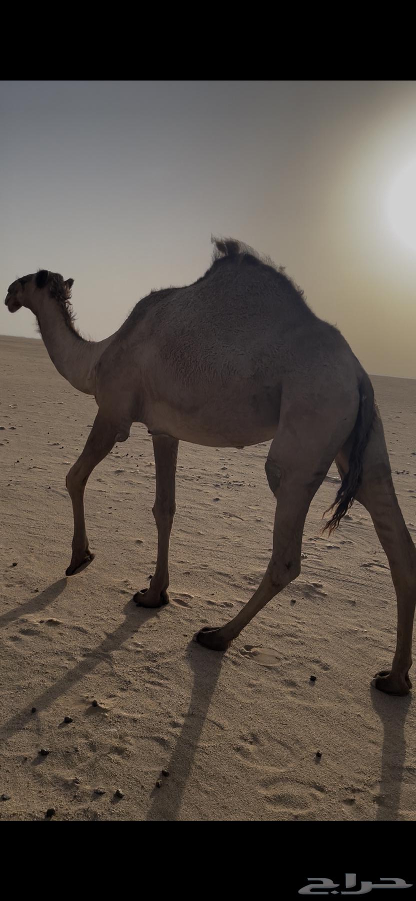 رباع للبيع نقبل البدل64592201842178112