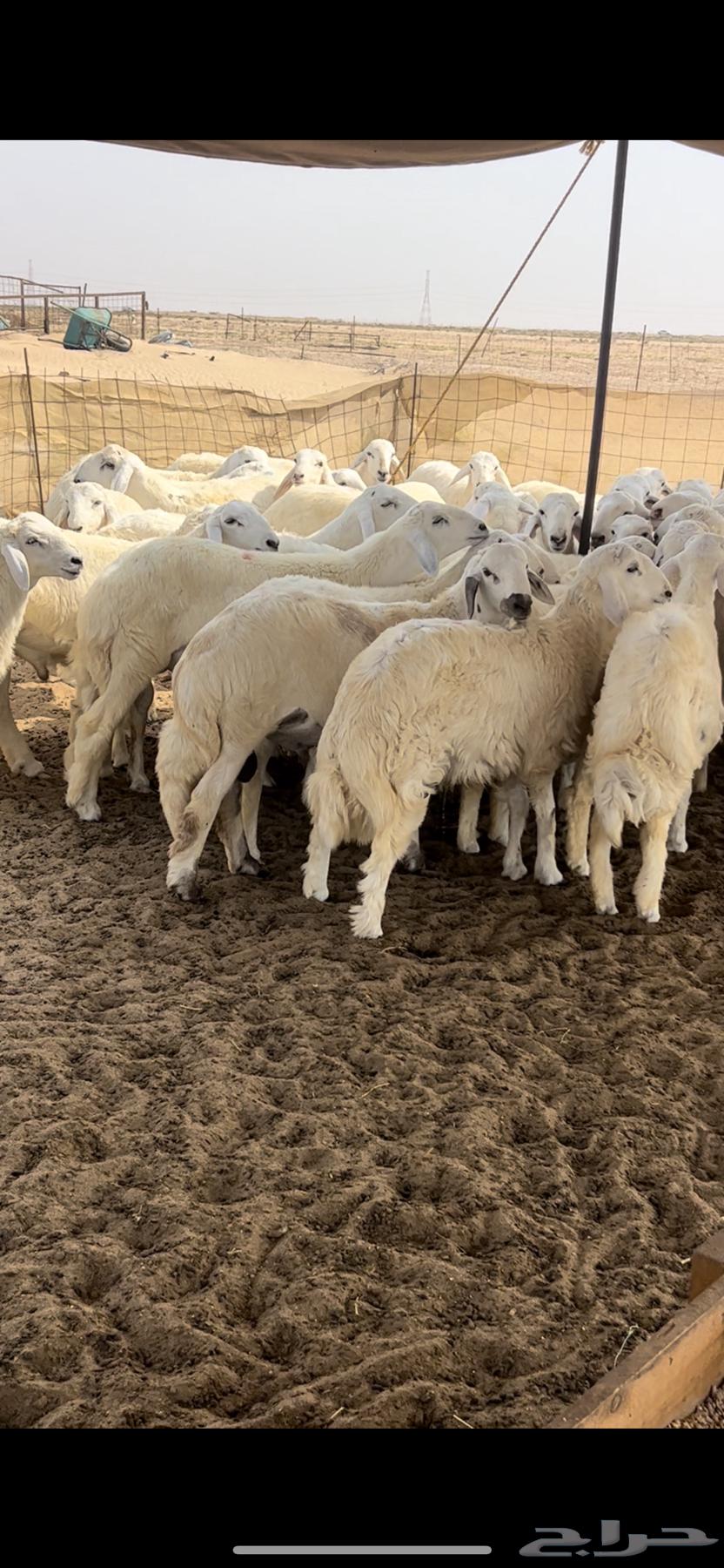 Talyan64595733951106112