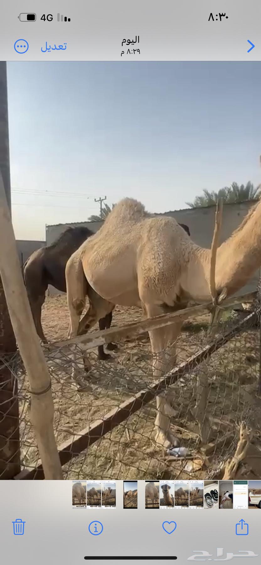 للبيع قعود حق سمين64595046837379112