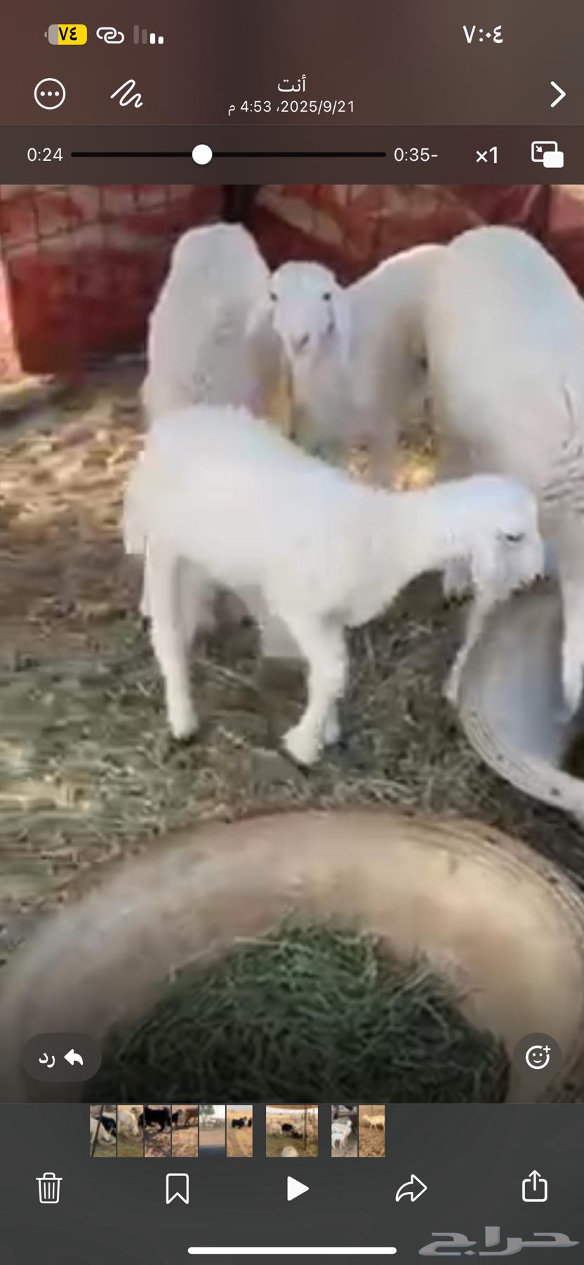 للبيع خلفه حريه تامه64592660986115112