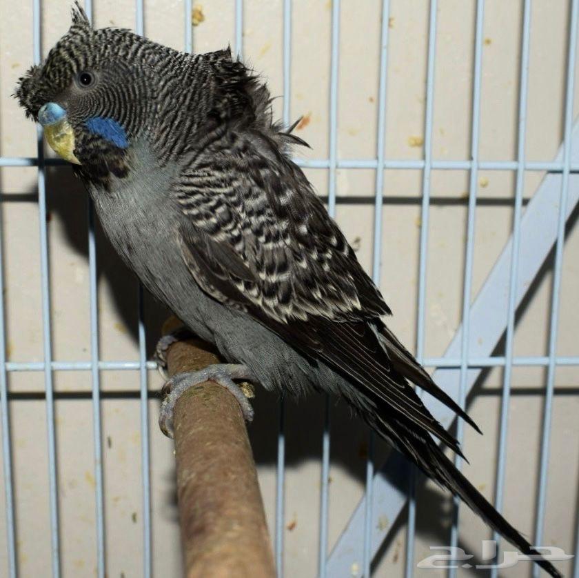 ازواج بادجي دبل بلاك و بلاك فيس تم البيع64590274877955110