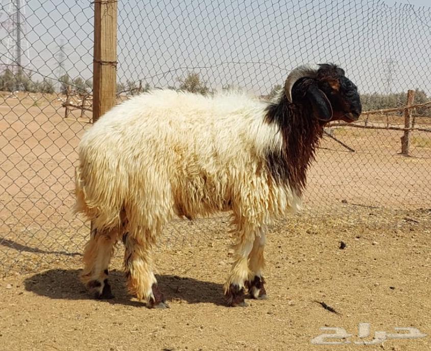 Naeem's Slaughters, Goats and Rams64591382999427112