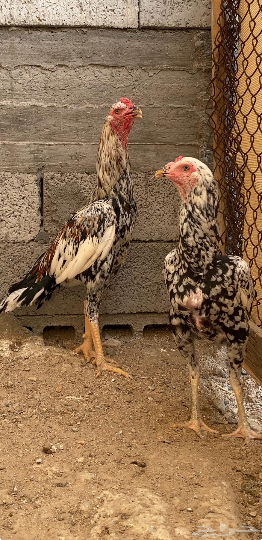 طقم سندي فاخر نسل غبشان ( تم البيع )64592420301187111