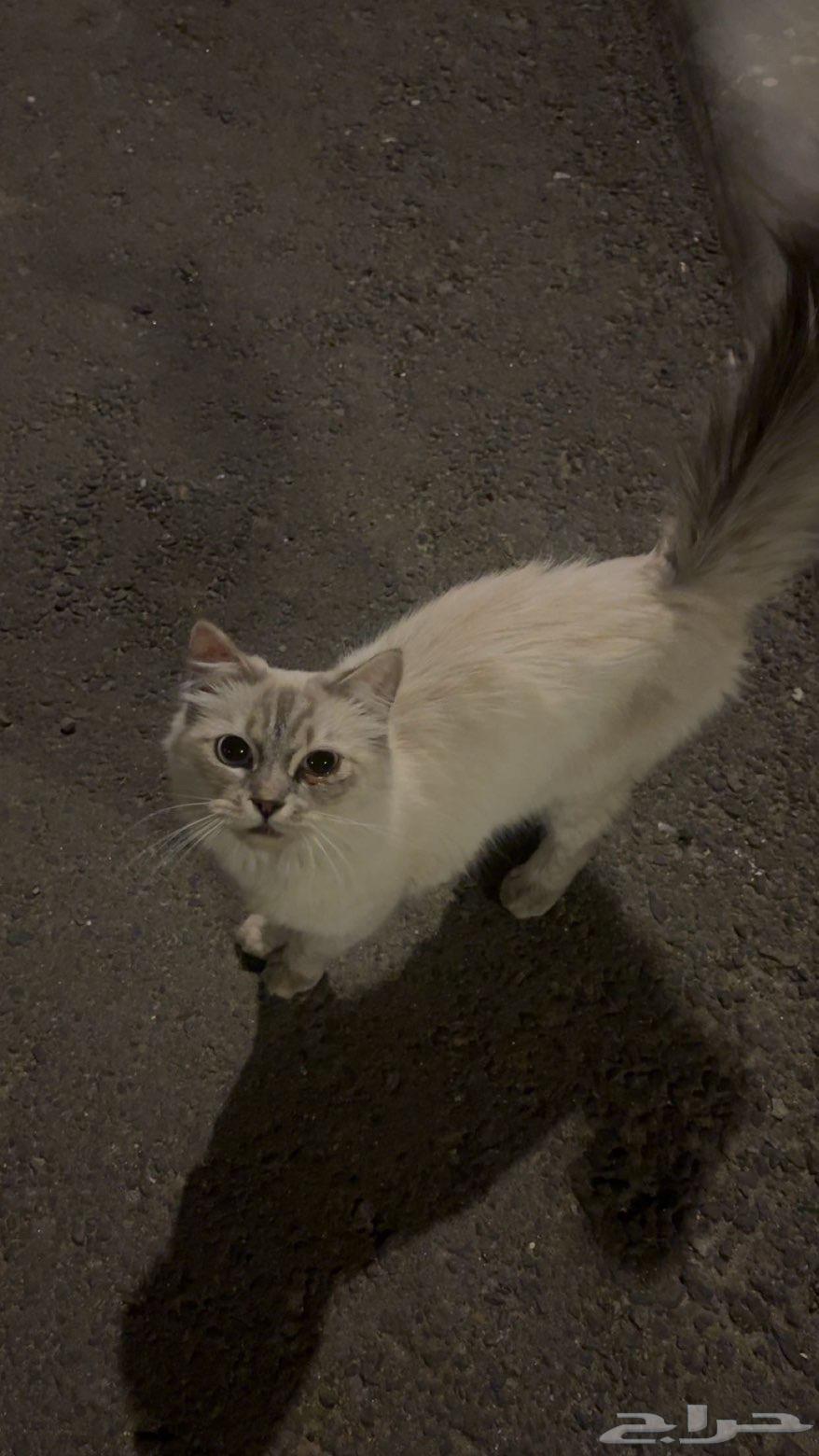 قطو اليف64593423509250110