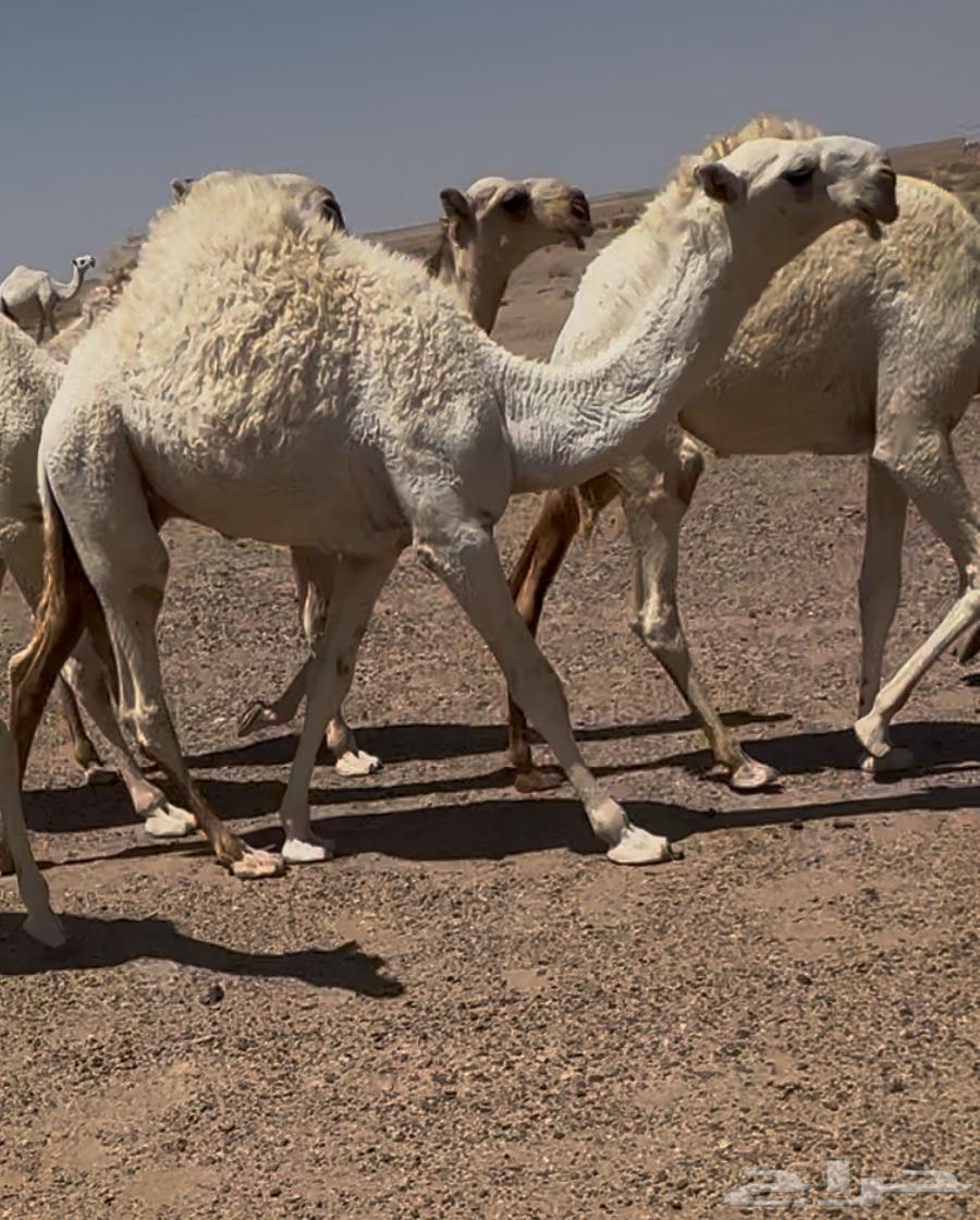 للبيع الحوار الكفووو64595452905987110