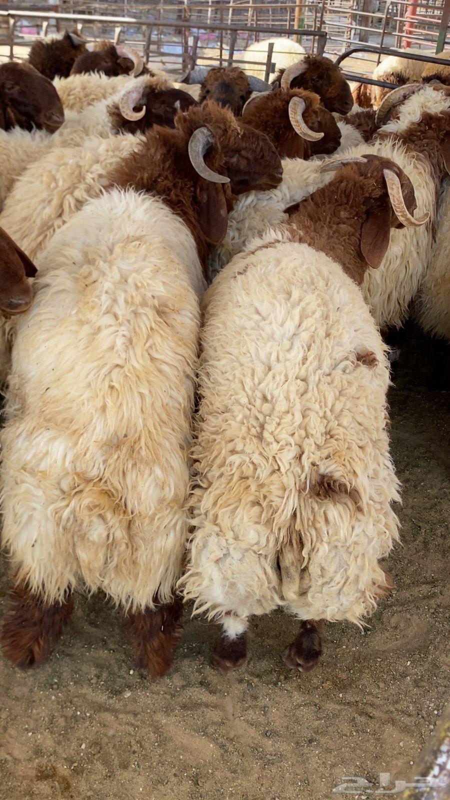 Luxury calf, 6 months old, good and gentle64590557846913113