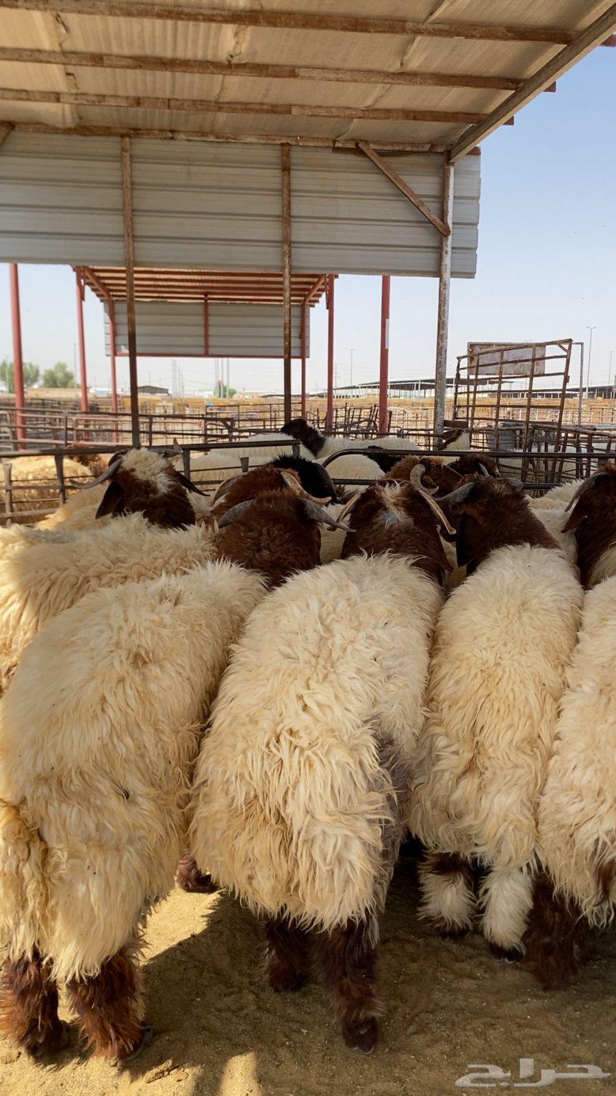 Luxury calf, 6 months old, good and gentle64590557846913112