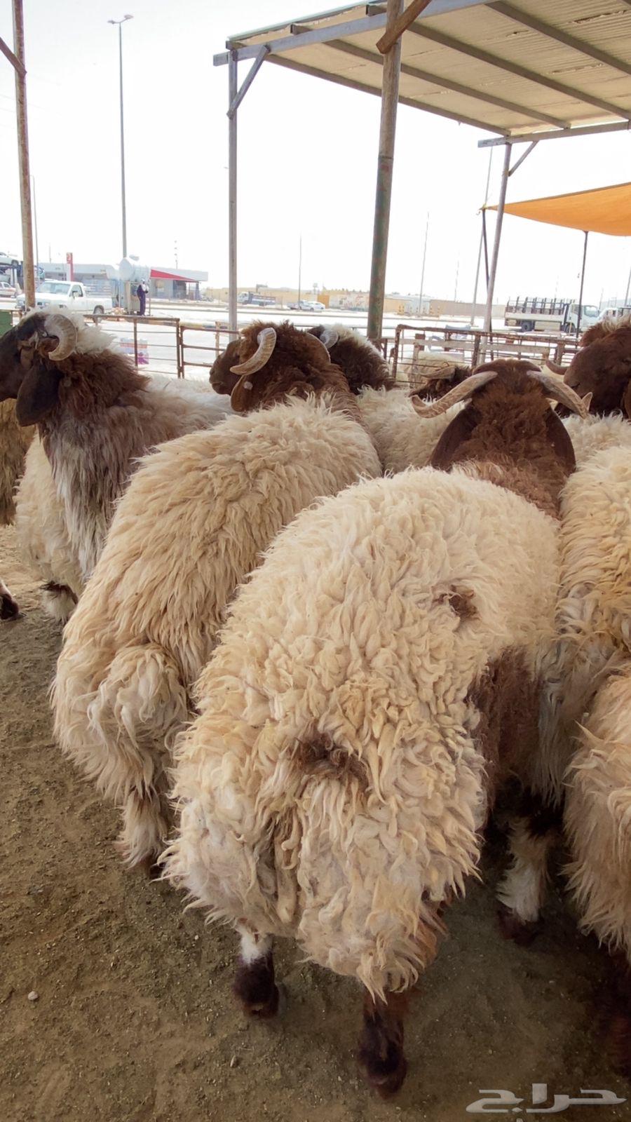 Luxury calf, 6 months old, good and gentle64590557846913110