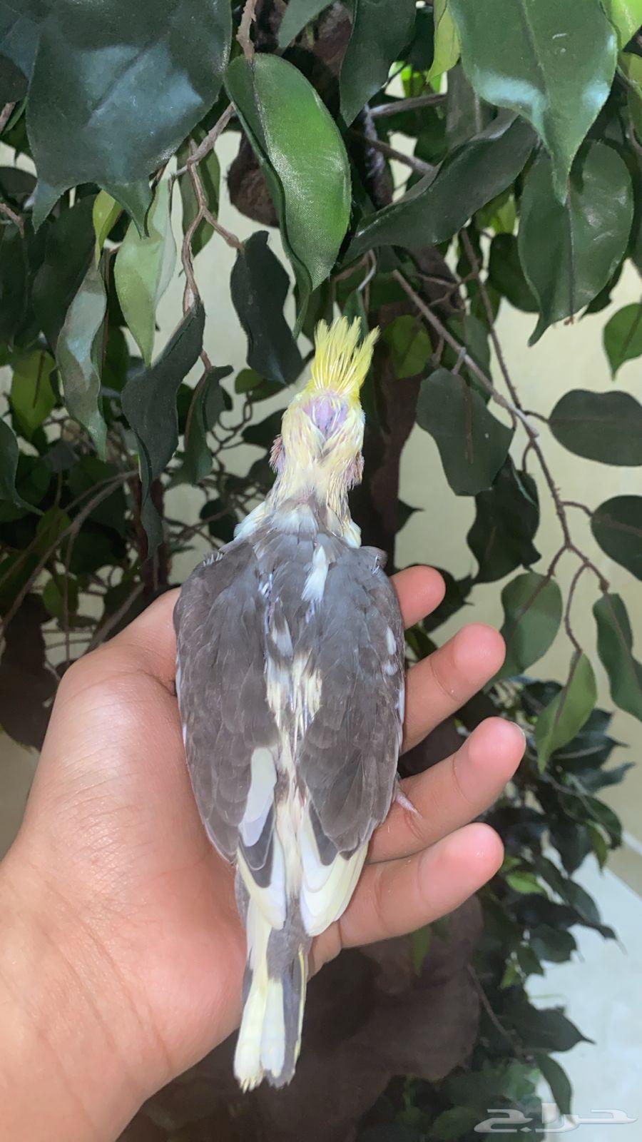 فرخ كروان لاتينو بايد (تم البيع)64595156673281111