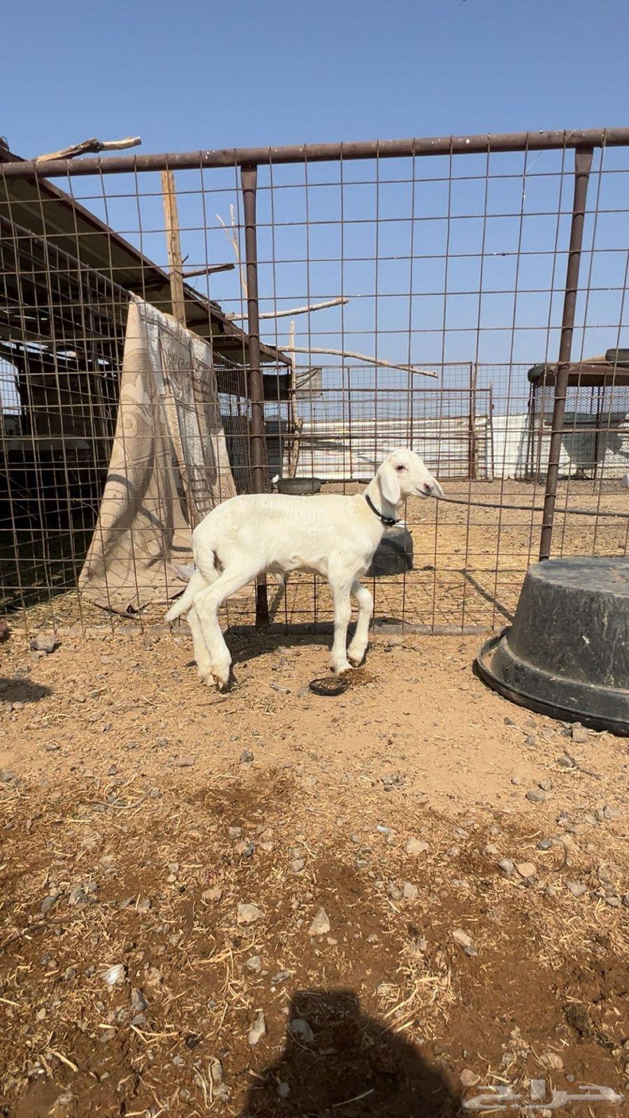 طلي داغور تم البيع64590454556035110