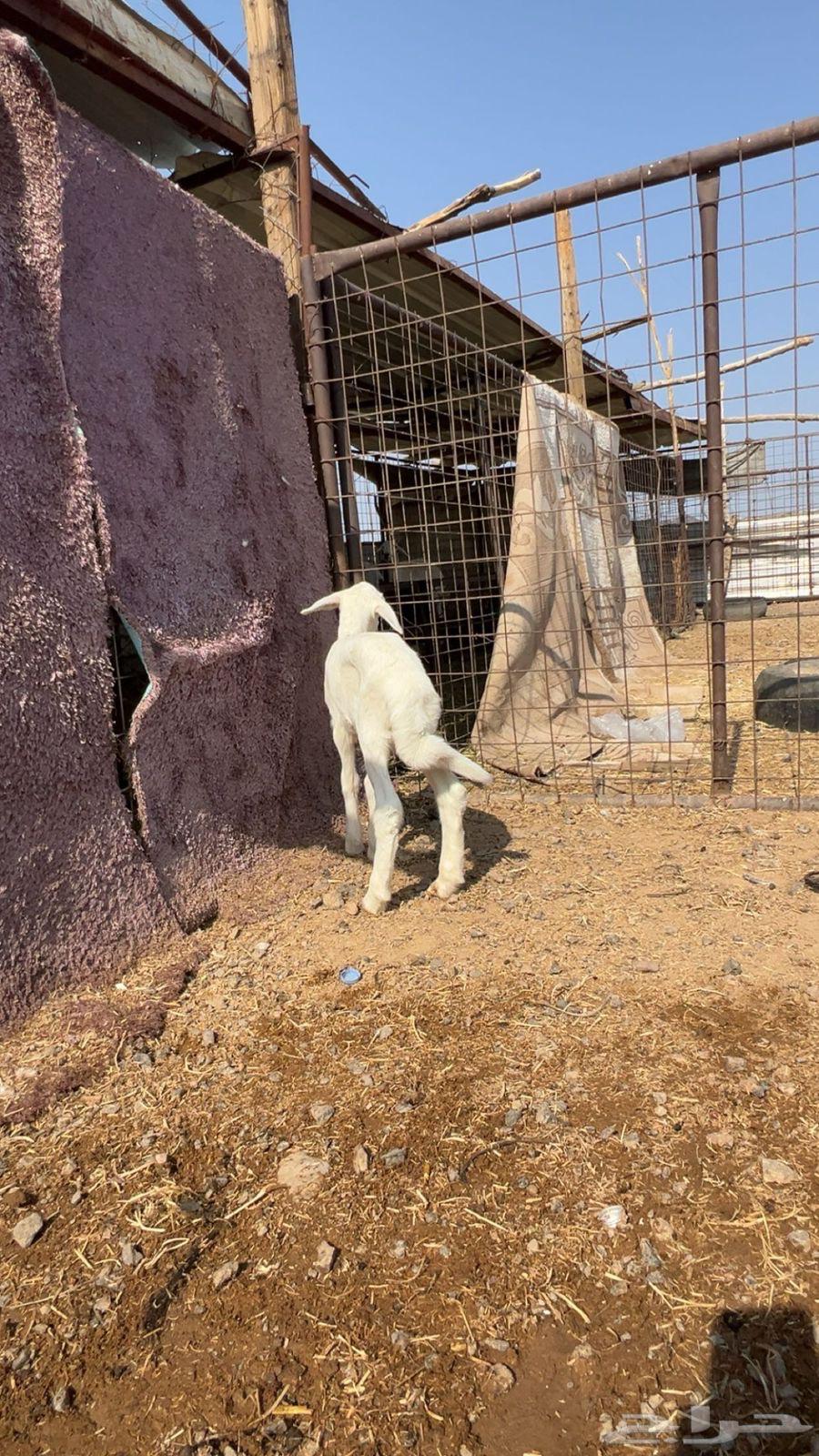 طلي داغور تم البيع64590454556035111