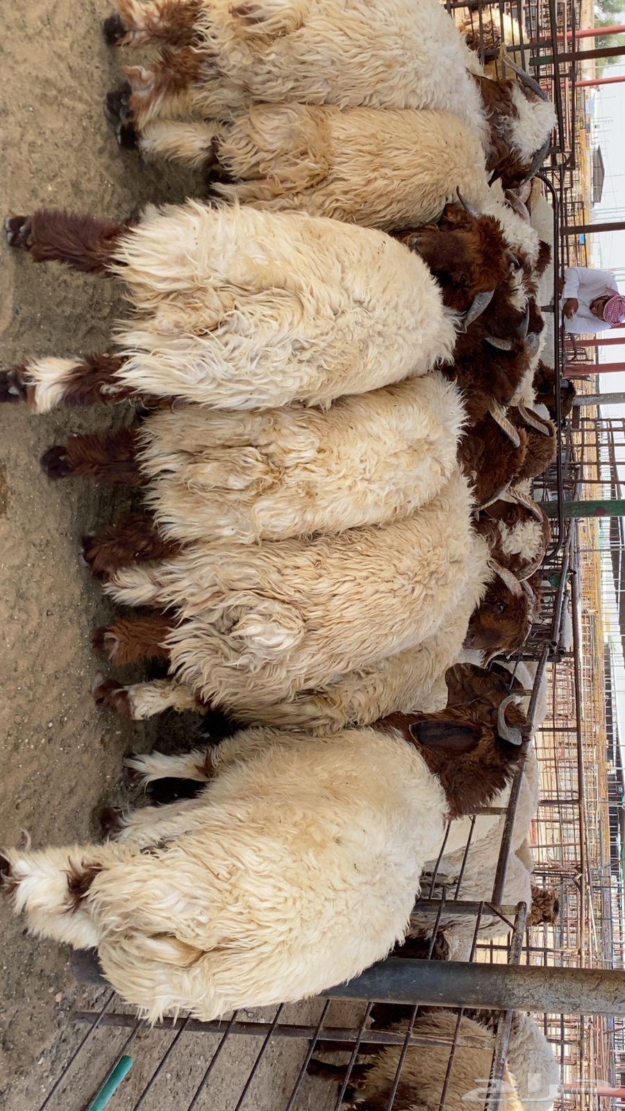 Luxury calf, 6 months old, good and gentle64590557846913111