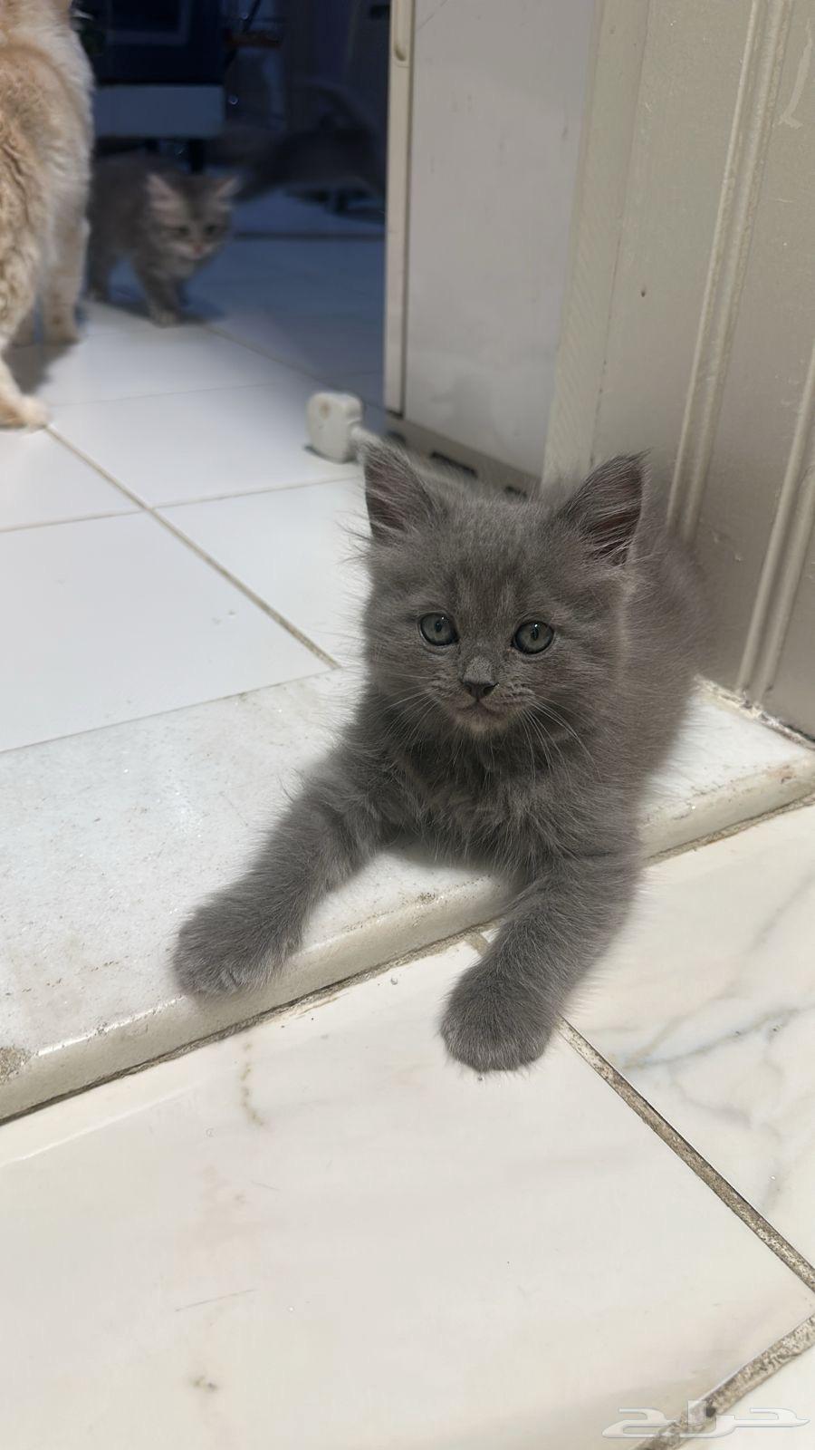 كيتن شيرازي بيور للبيع64592384119809112