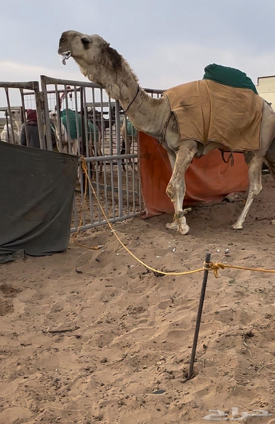 للبيع الحوار الكفووو64595452905987111