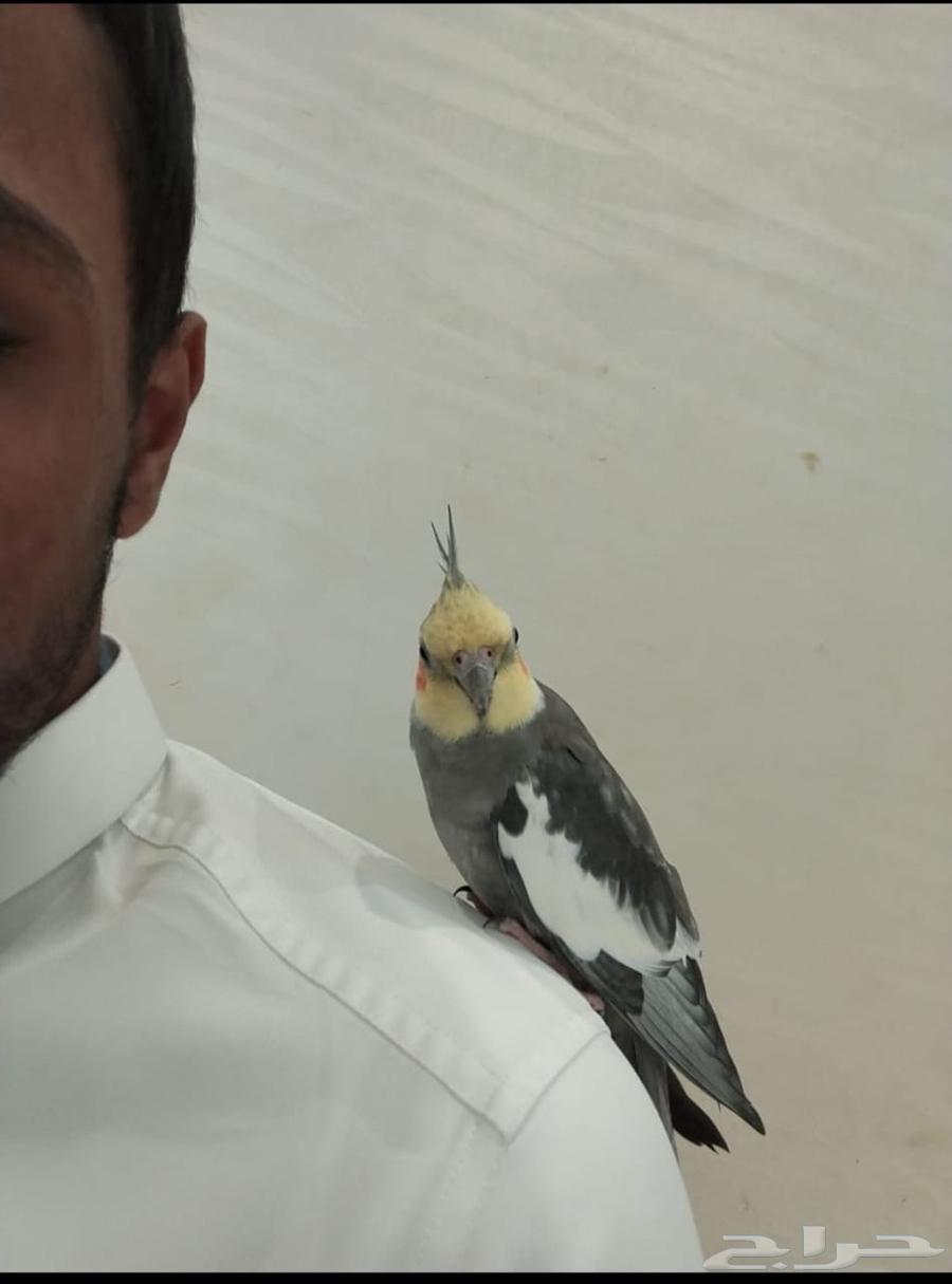 ذكر كروان حبشي اليف64591791835777114