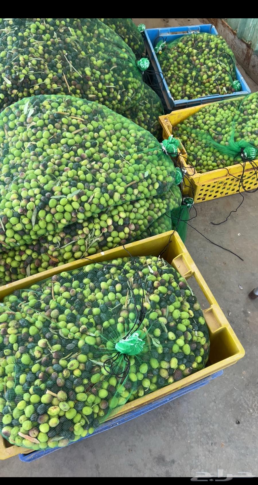 زيت زيتون بكر عصرة اولى على البارد64595858028545113