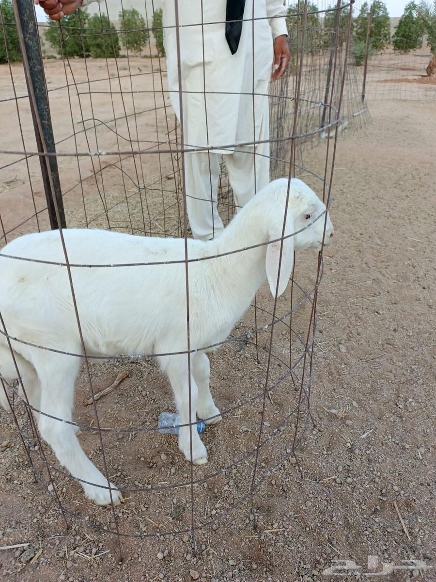 للبيع طلي حري صنف64593949992323110