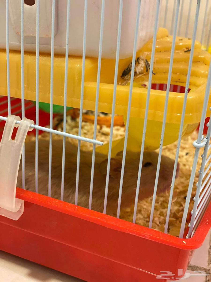 هامستر للبيع64589104535811111