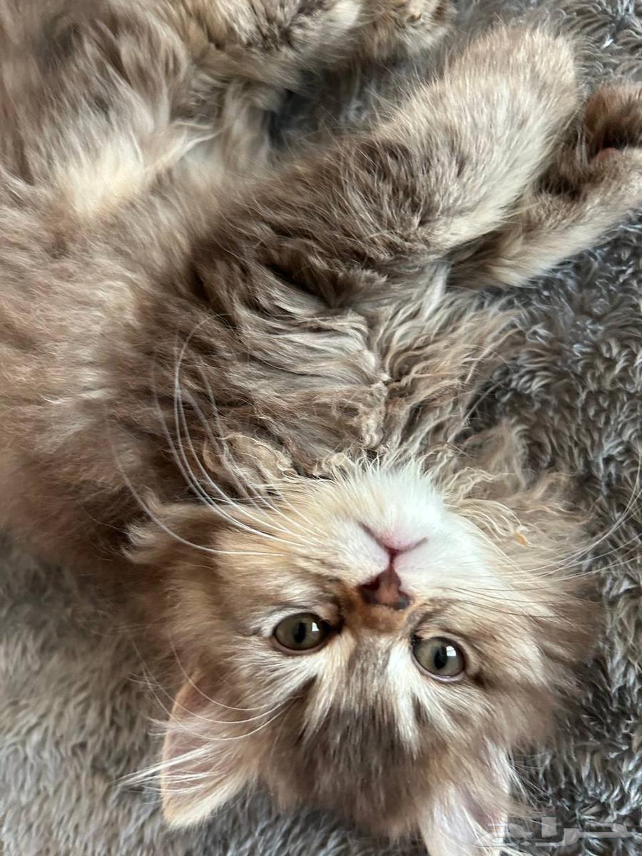 قطه شيرازي للبيع64592106063234110