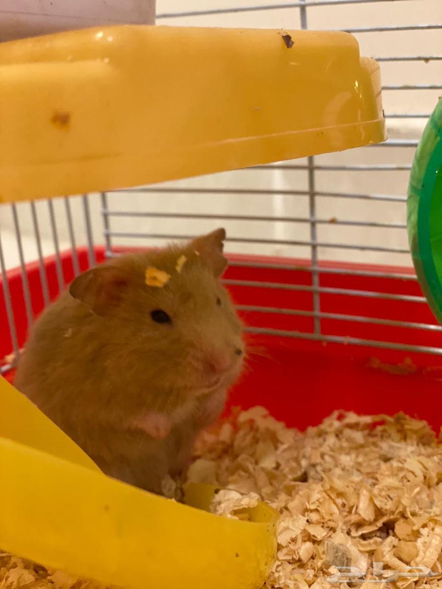 هامستر للبيع64589104535811110
