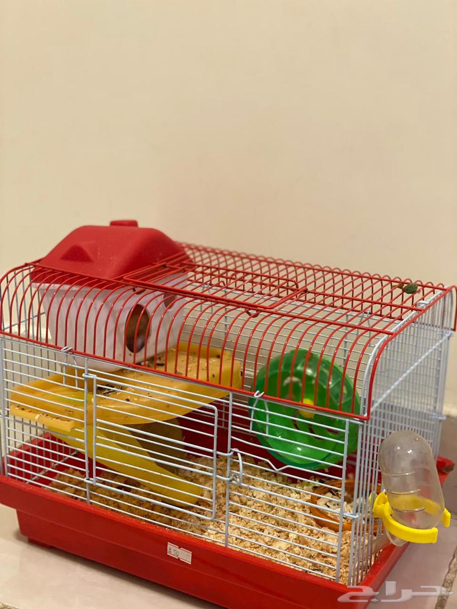 هامستر للبيع64589104535811112