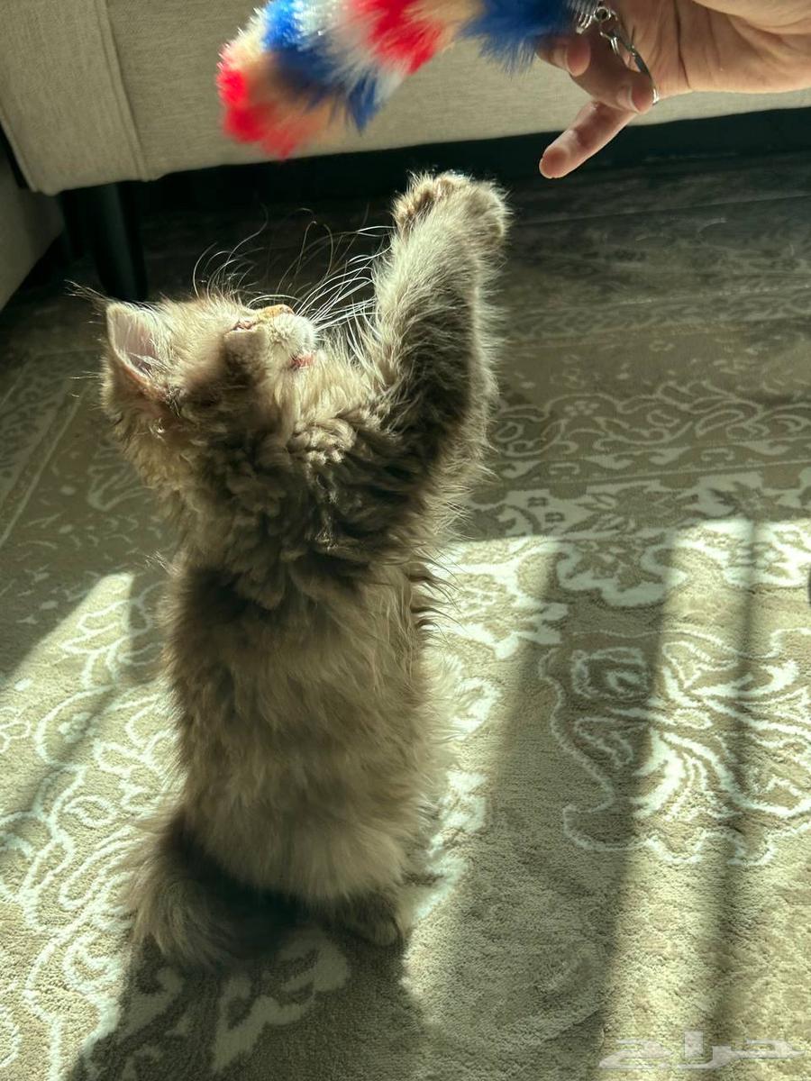 قطه شيرازي للبيع64592106063234111