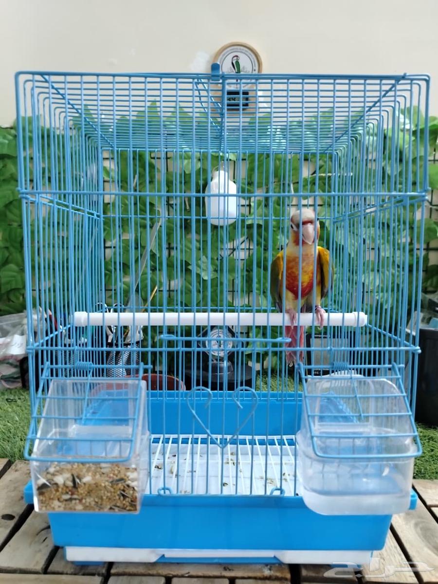 طير كنيور64593143501826110