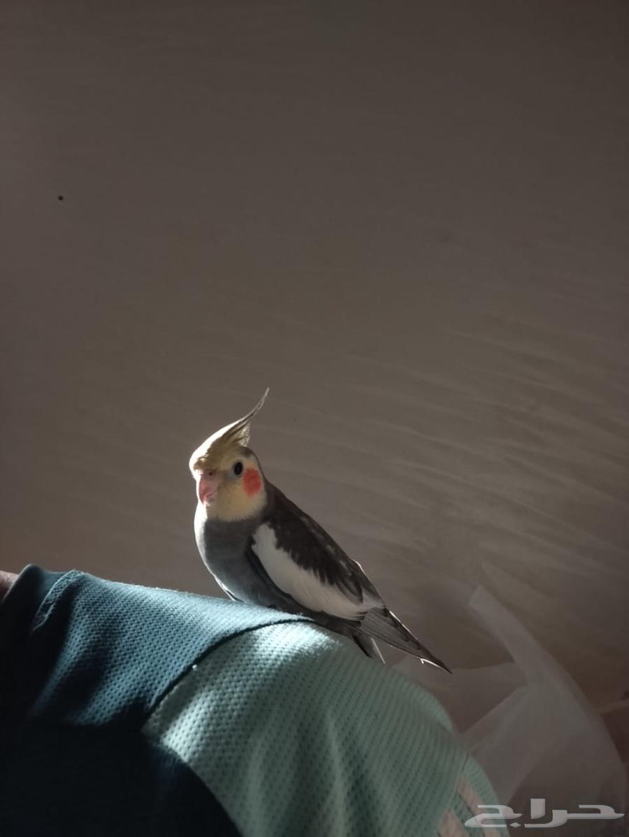 ذكر كروان حبشي اليف64591791835777111