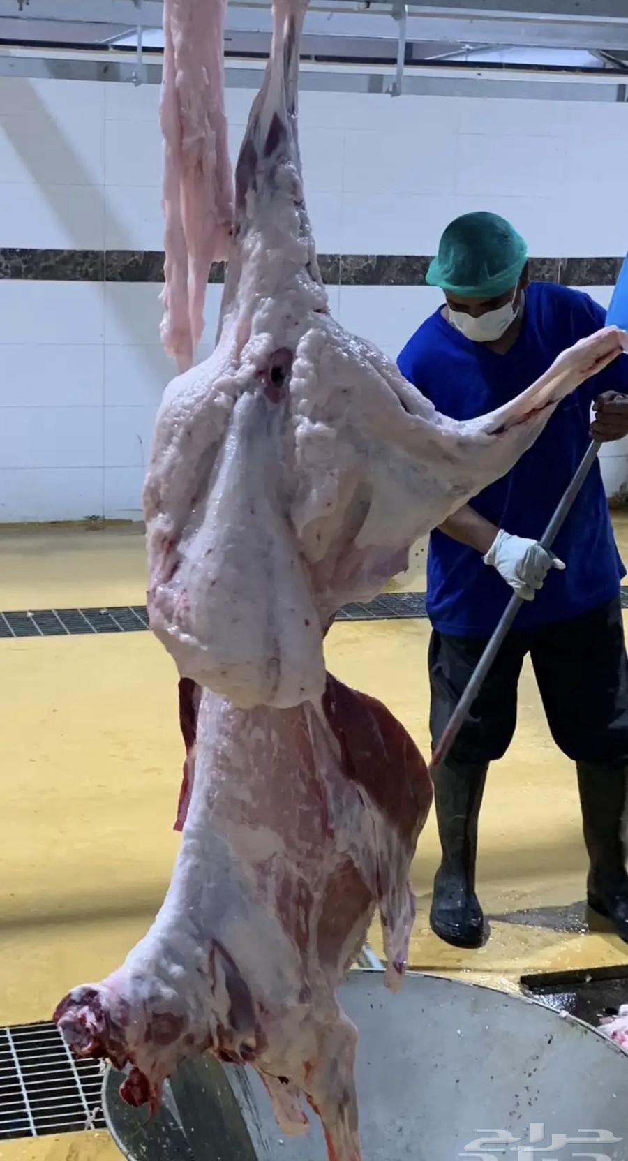 طليان حري جذعان فل شحم يوجد عرض وشامل الذبح التقطيع التوصيل64588868671873113