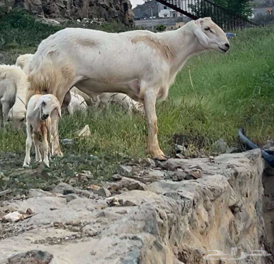 Intact ram from Shahran, conditioned64456282572674111