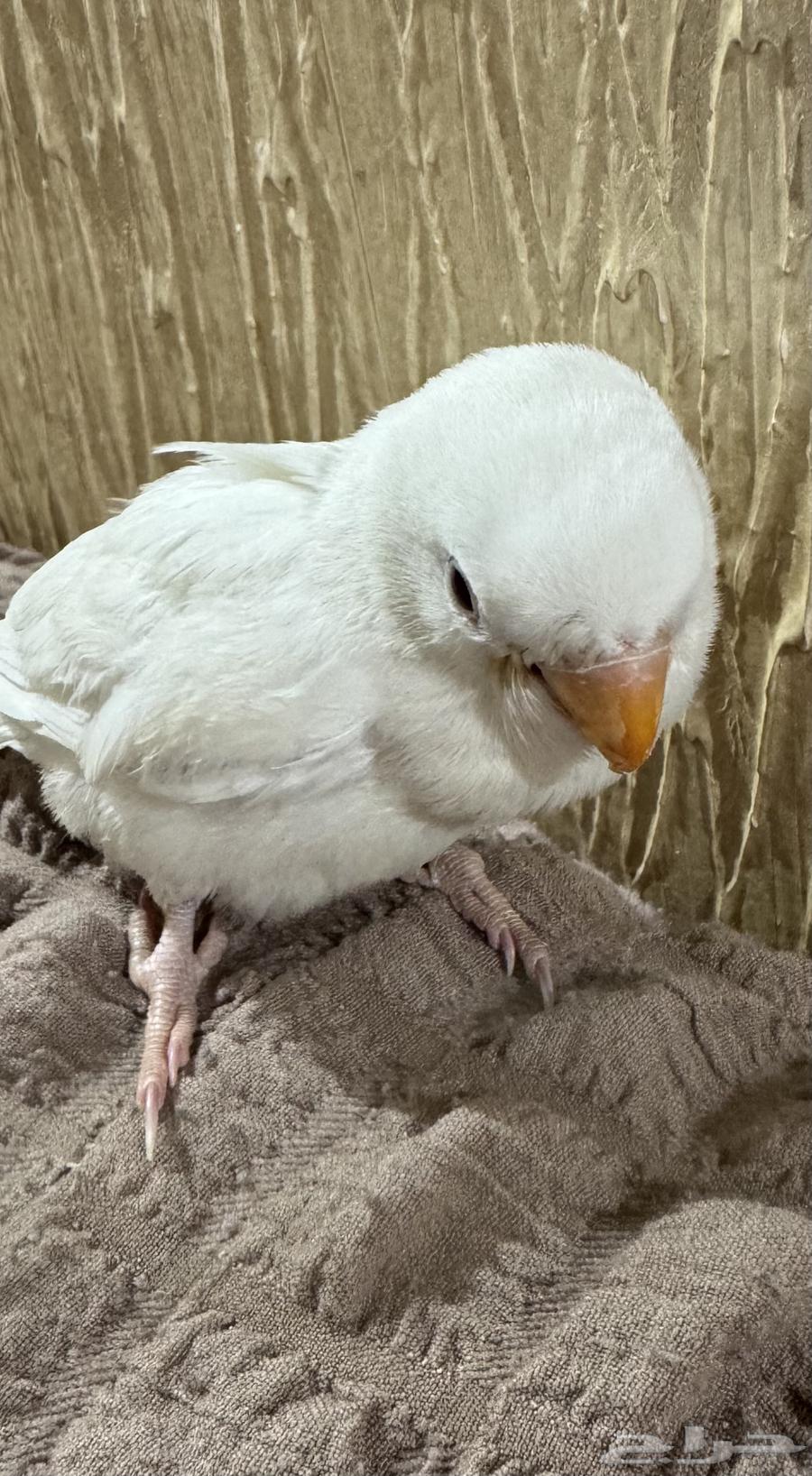 فرخ طير روز البينو ابيض قطن عيون حمر64592504811011113