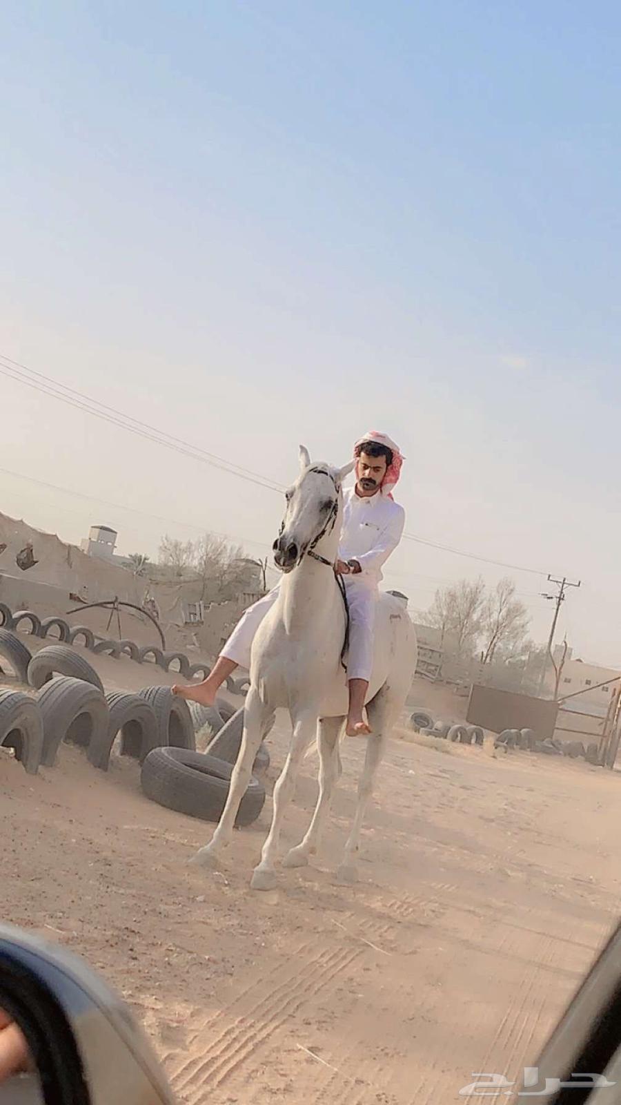 حصان شعبي الخرج64597777339139111