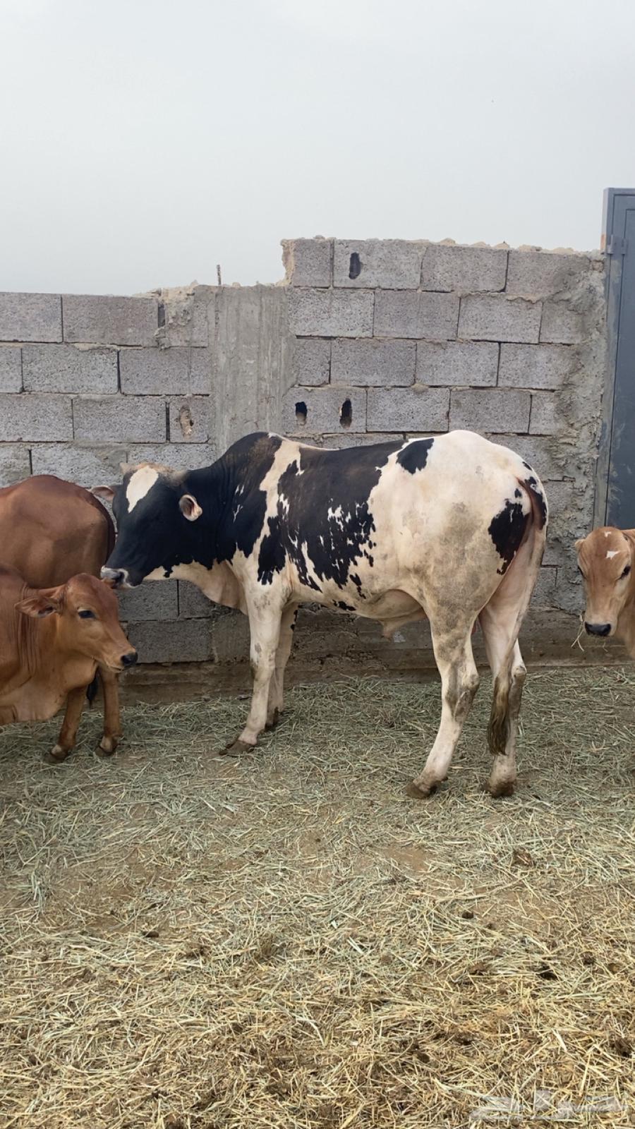 ثور للبيع السن جدع مضمون من جميع العيوب64597740661505113