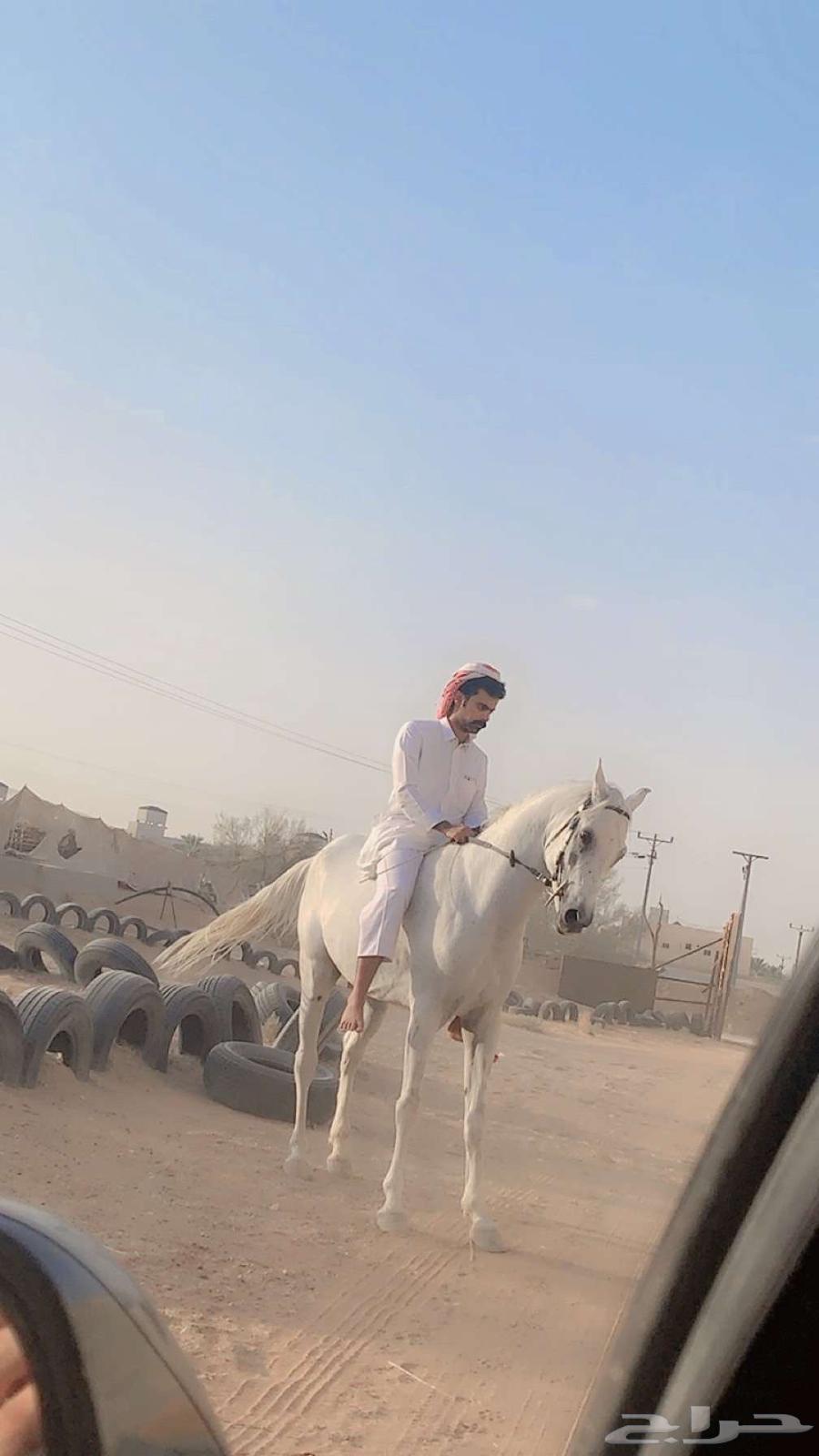 حصان شعبي الخرج64597777339139110