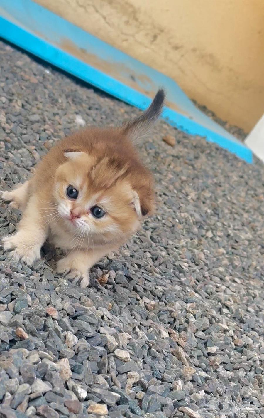 للبيع سكوتش قولد دبل فولد تم البيع64598154711043111