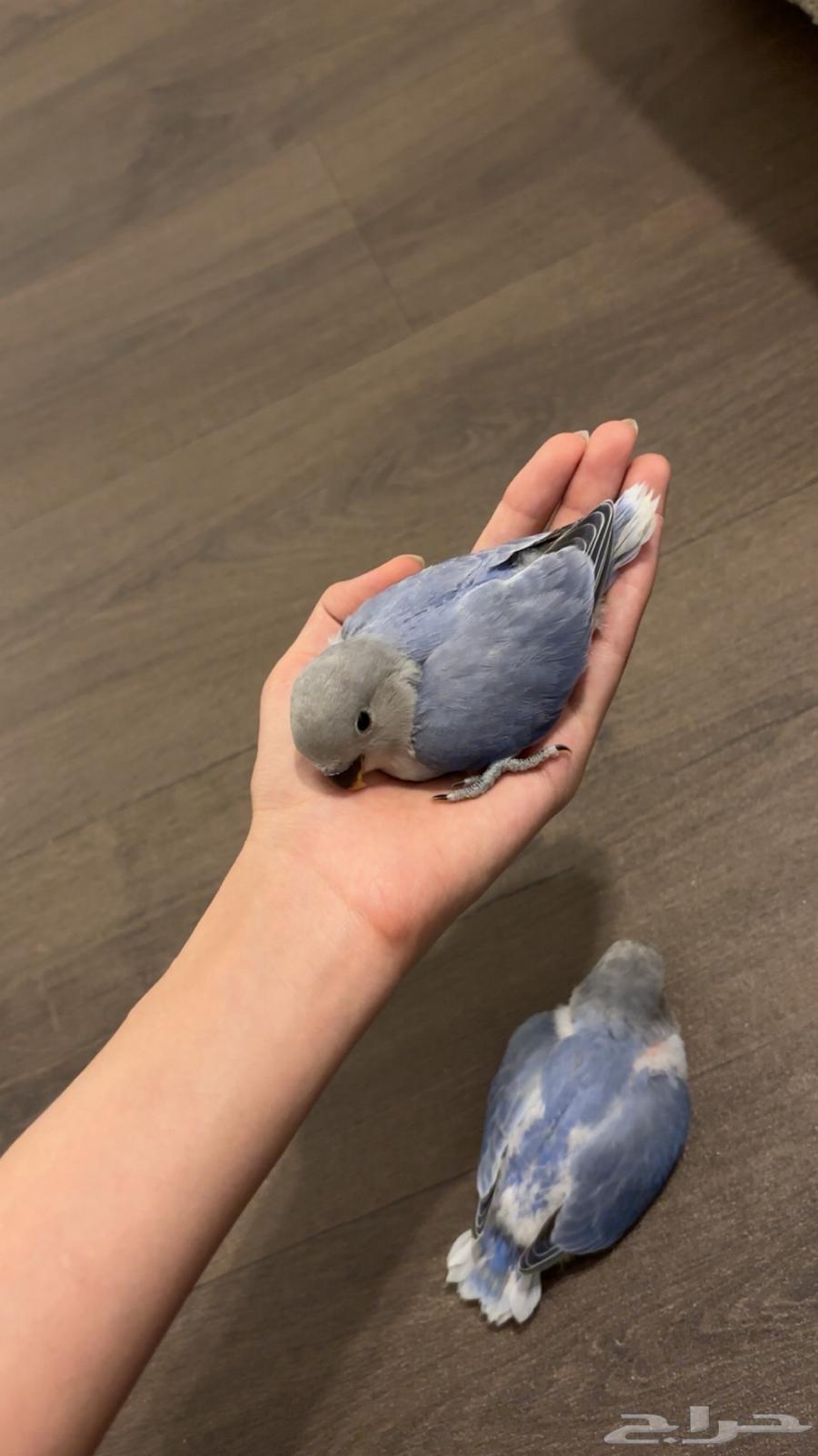 فرخ روز للبيع64596870807170110