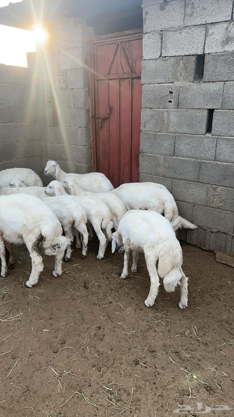 غنم للبيع64597090429443111