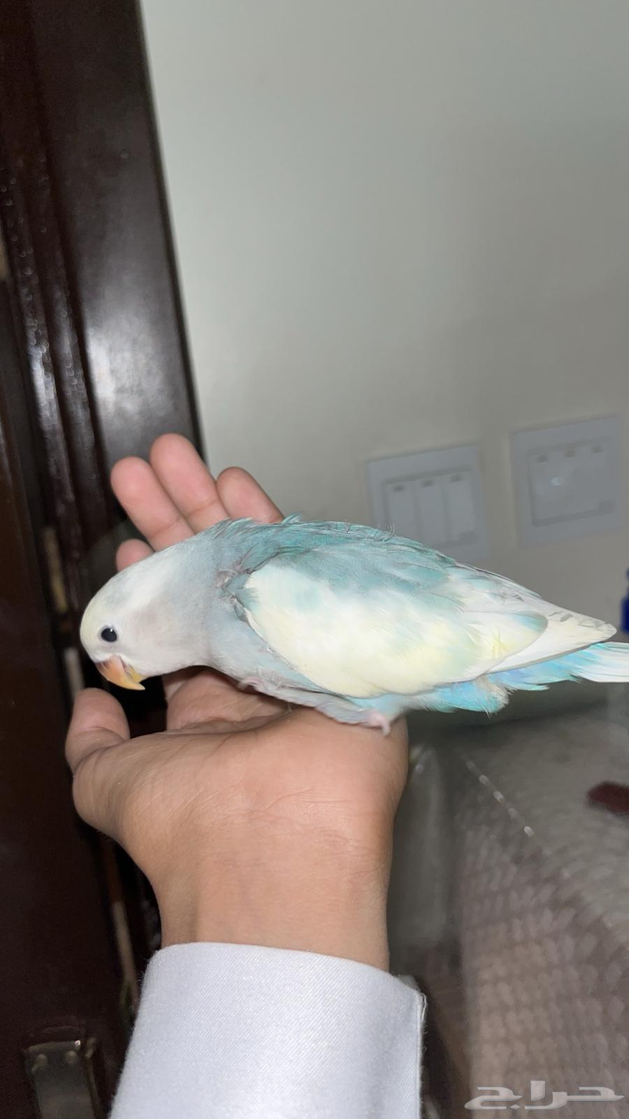 روز اليف طفره ولون نادر64596563264771111