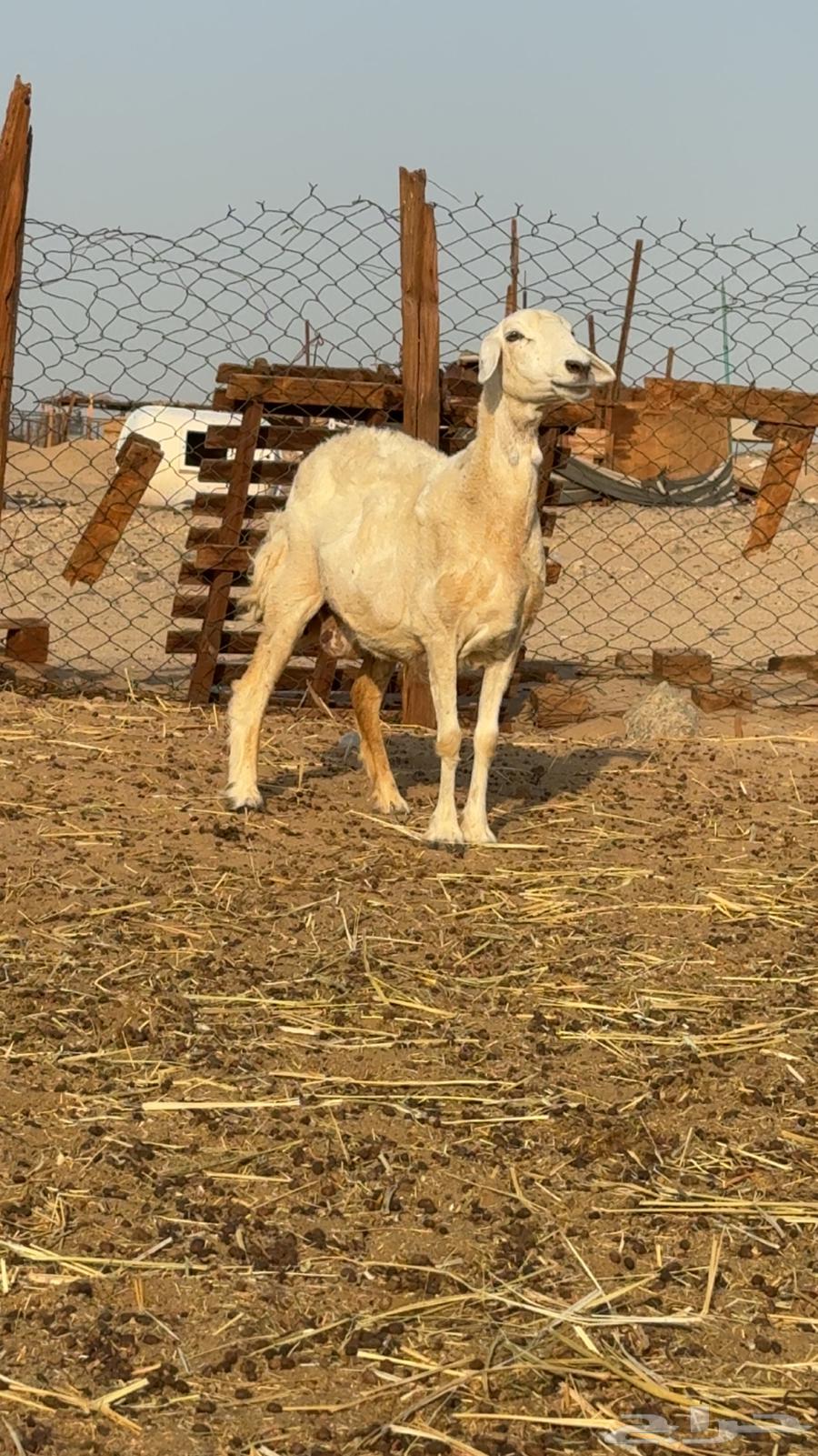 ضان حريات صنف64598351901313112