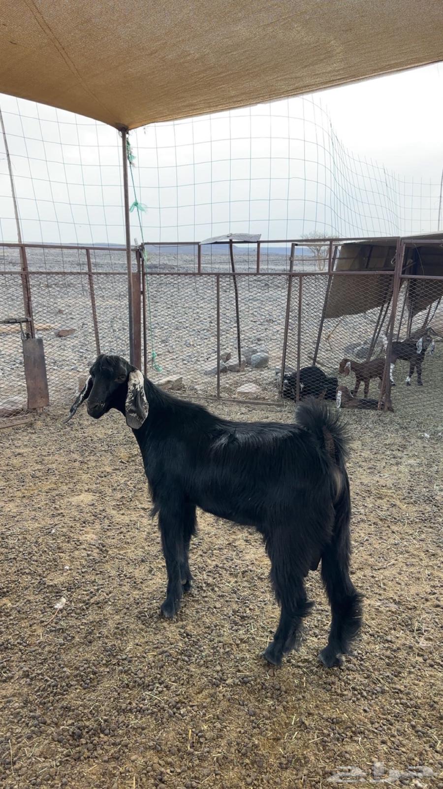 Project Buck Goat64597029513985110