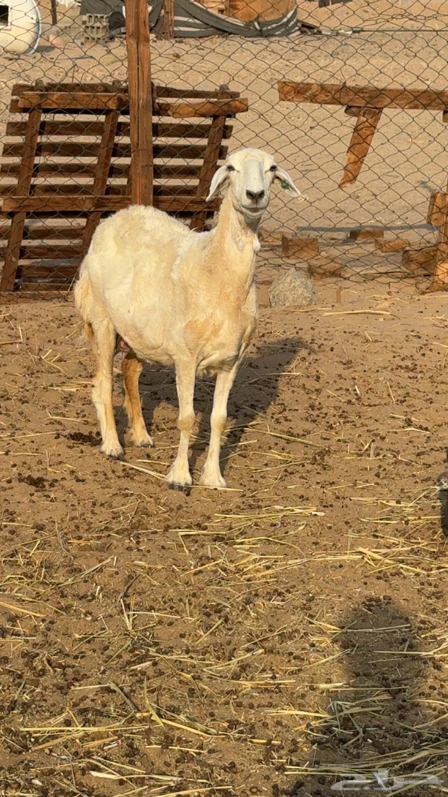 ضان حريات صنف64598351901313110