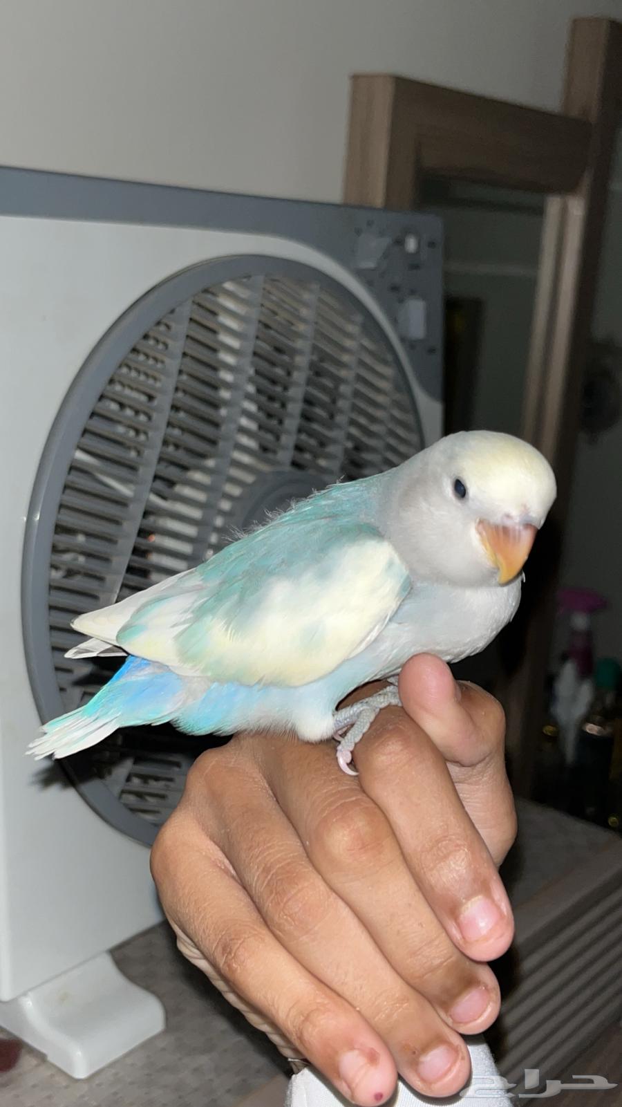 روز اليف طفره ولون نادر64596563264771110