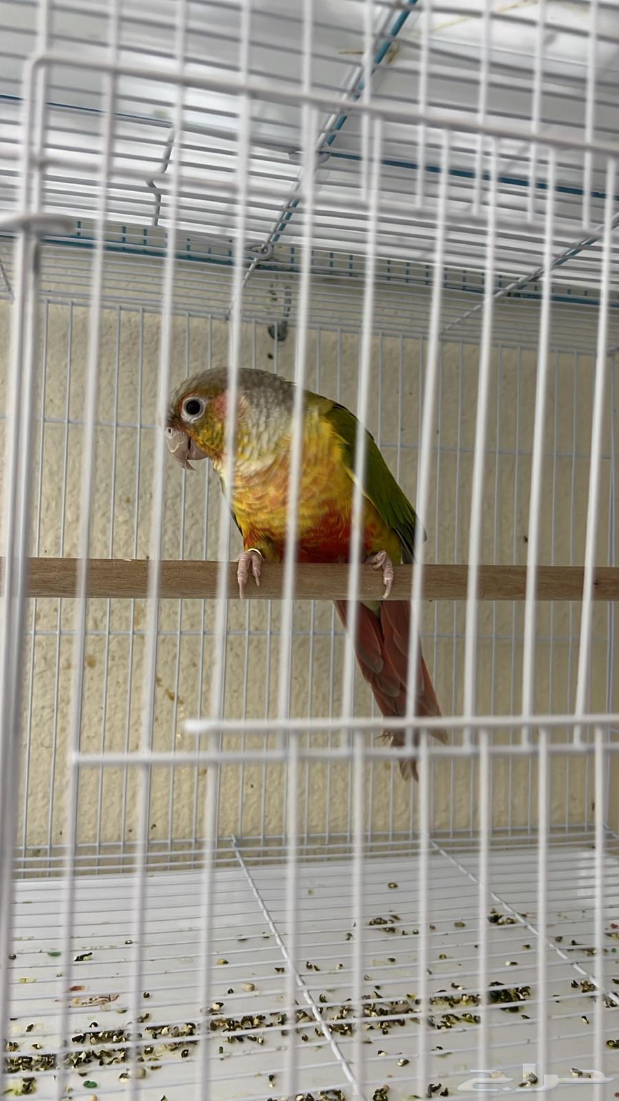 ذكر كنيور محلل64598413407745112