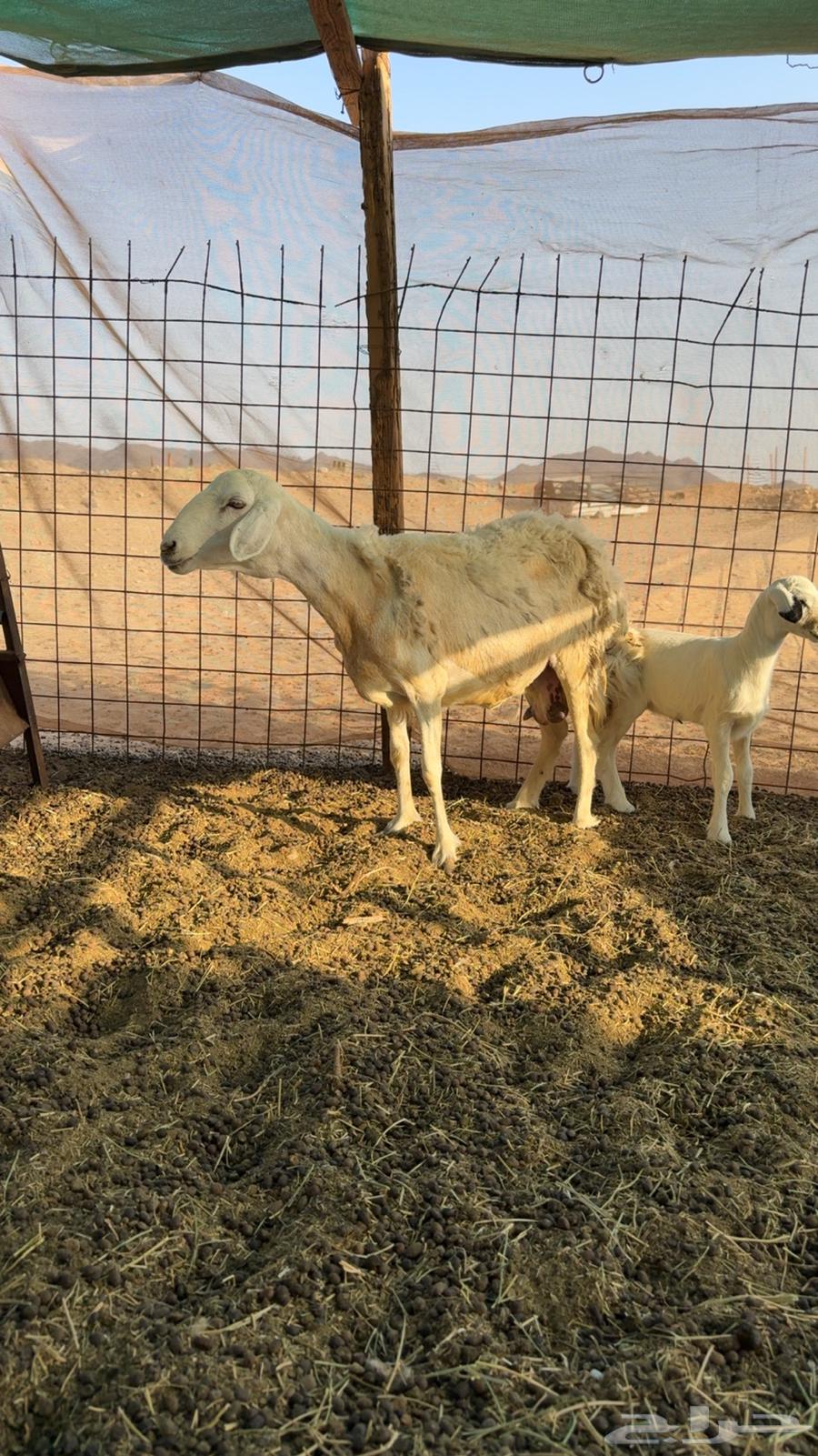 ضان حريات صنف64598351901313113