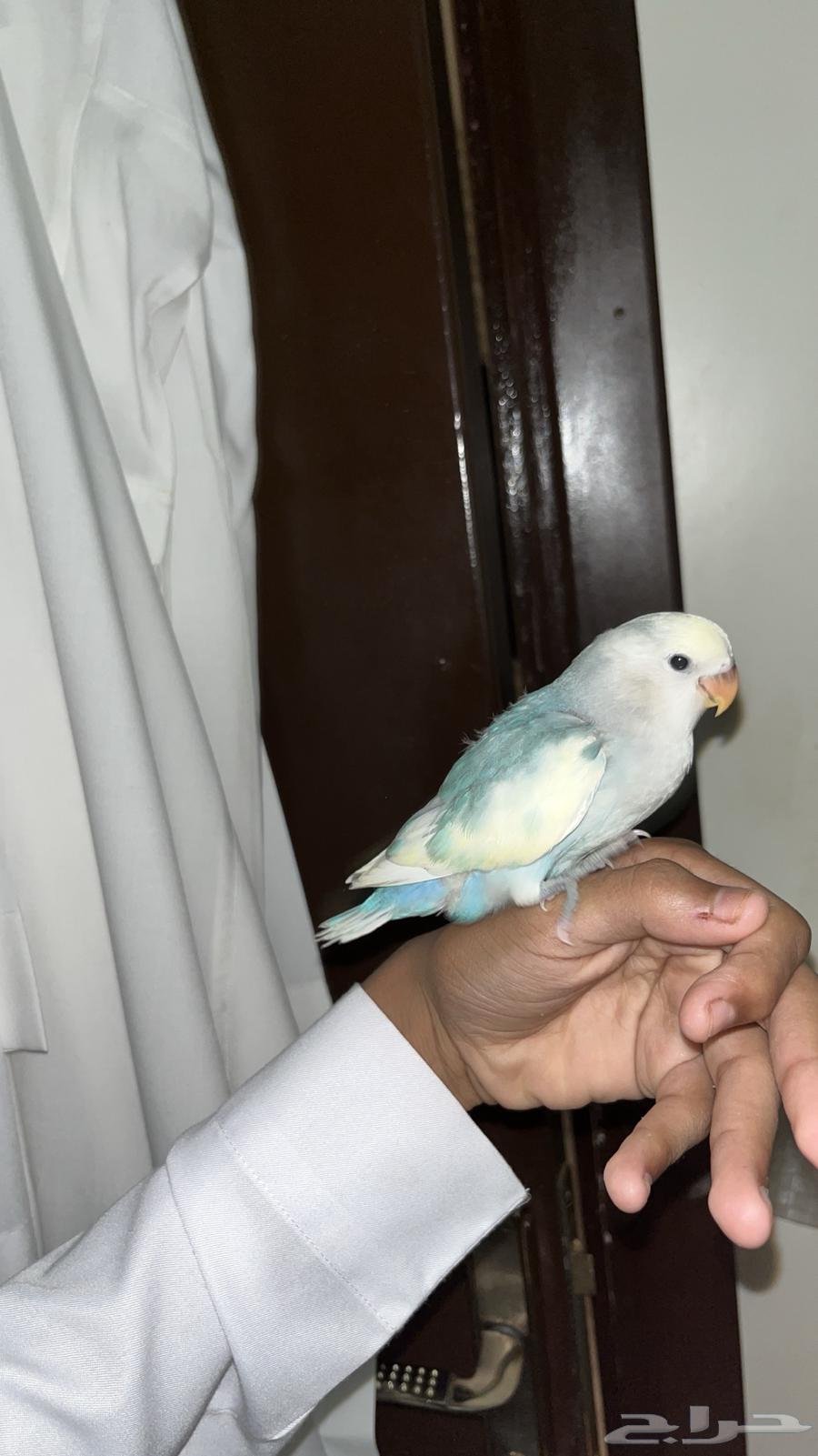 روز اليف طفره ولون نادر64596563264771113