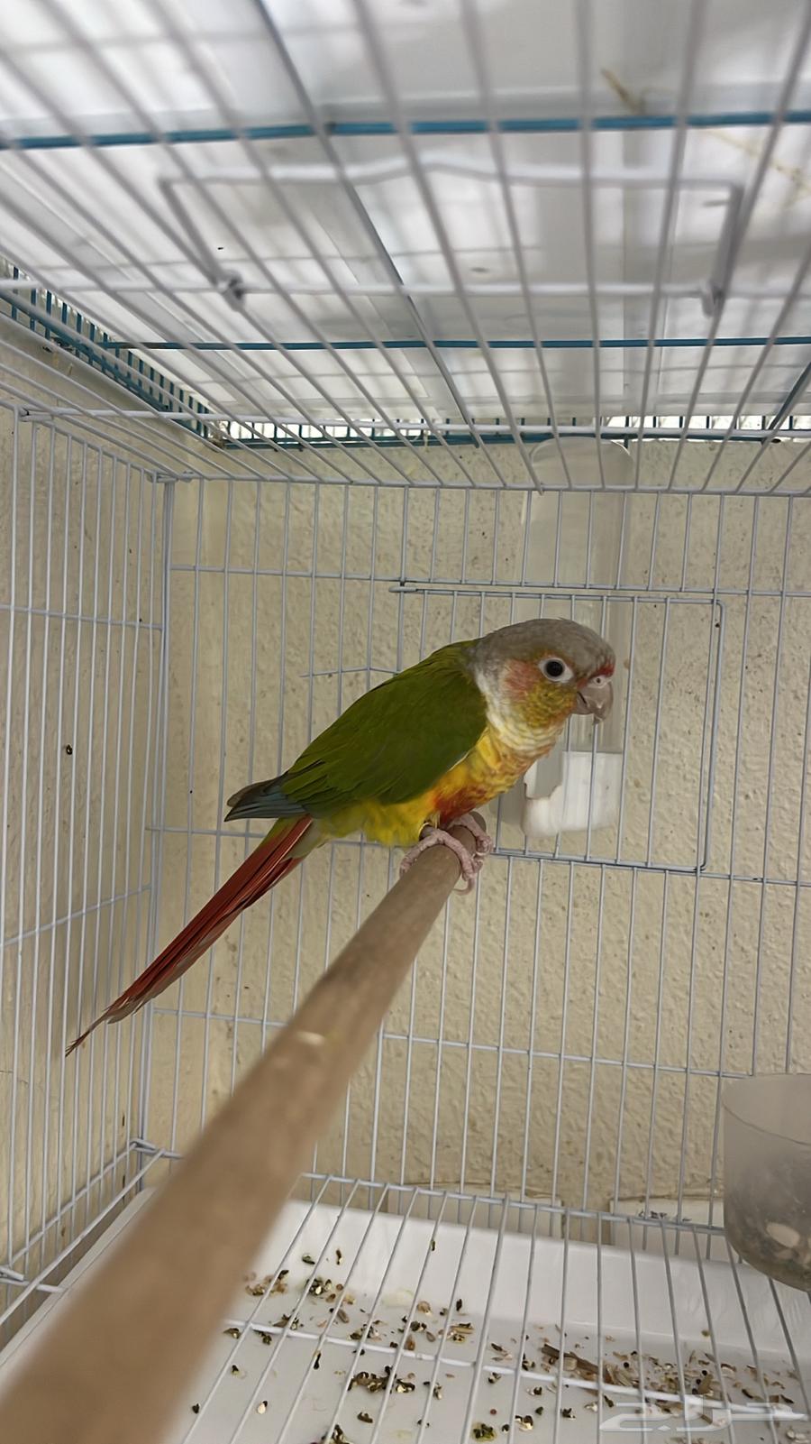 ذكر كنيور محلل64598413407745110